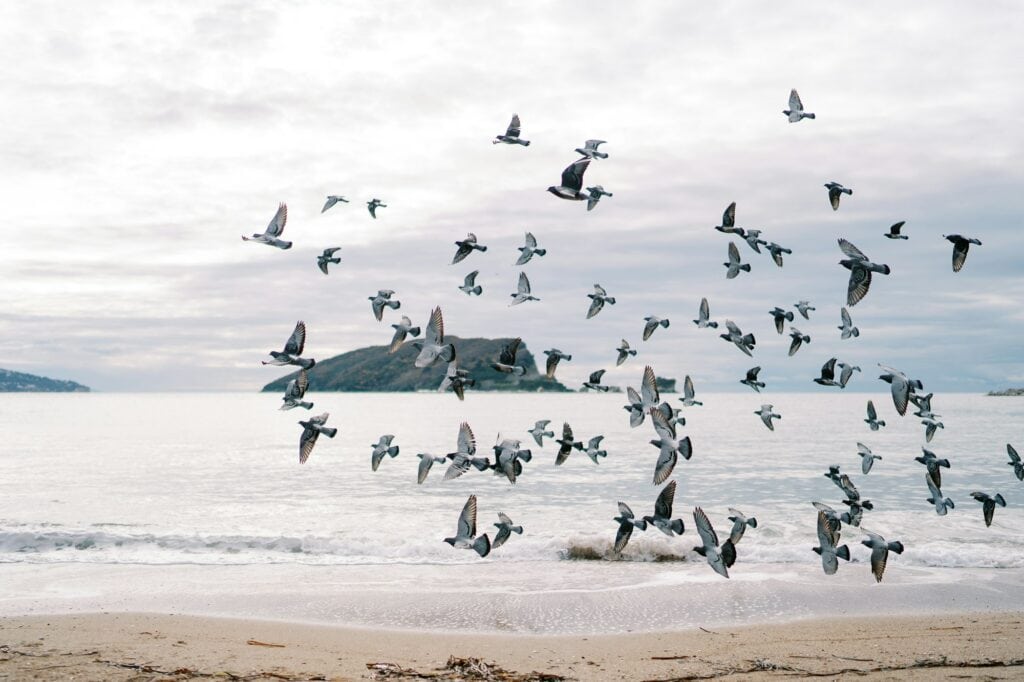 Flock of pigeons flies over the beach against the backdrop of mountains